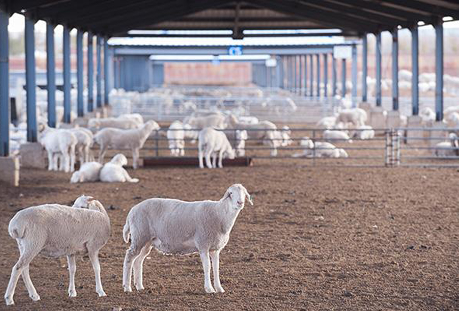 养殖畜牧业专用发电机组